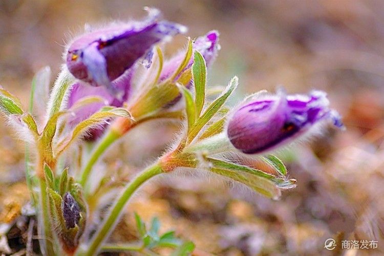 少年记忆中的老虎花