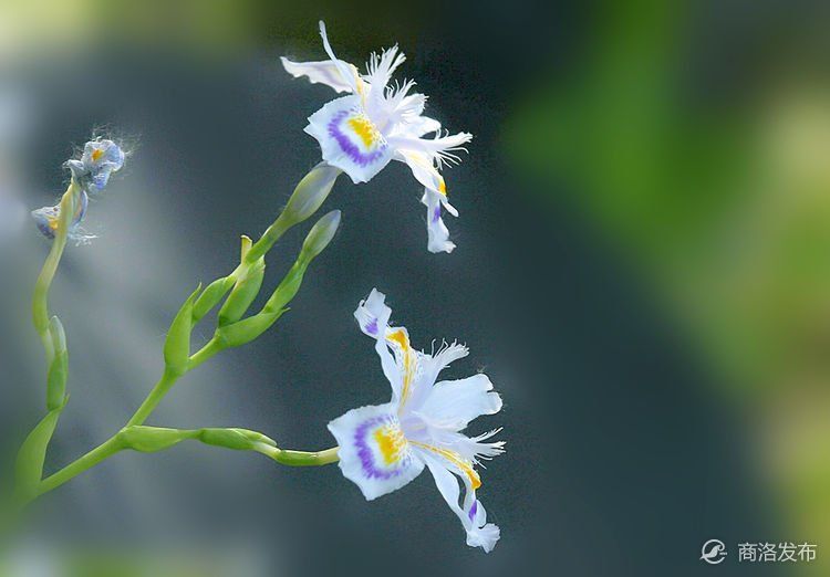 湖边的鸾尾花