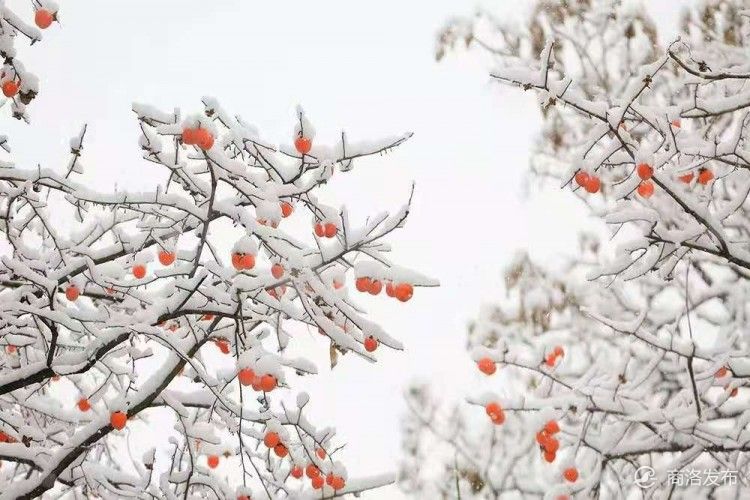雪中柿树挂灯笼