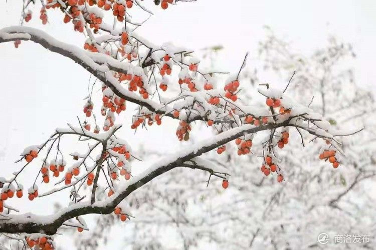 雪中柿树挂灯笼