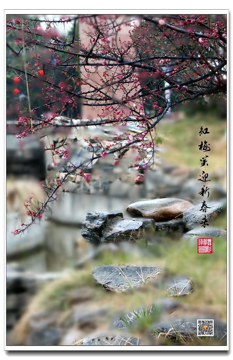 梅花图
