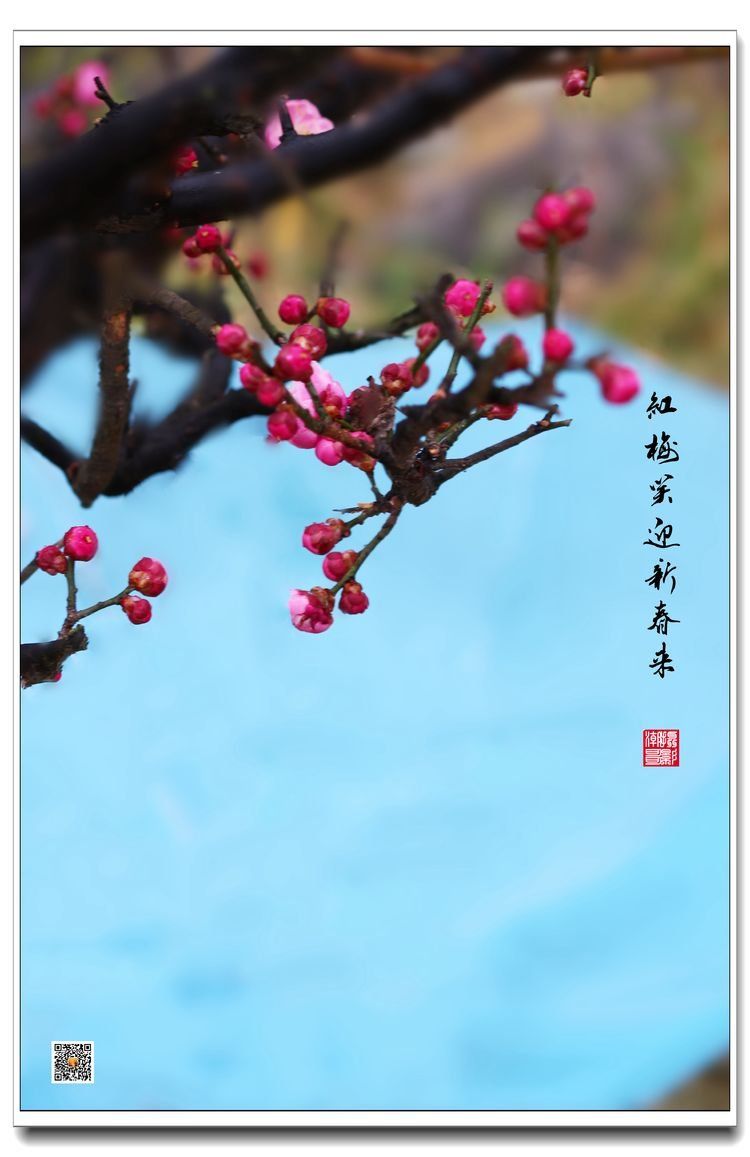 梅花图