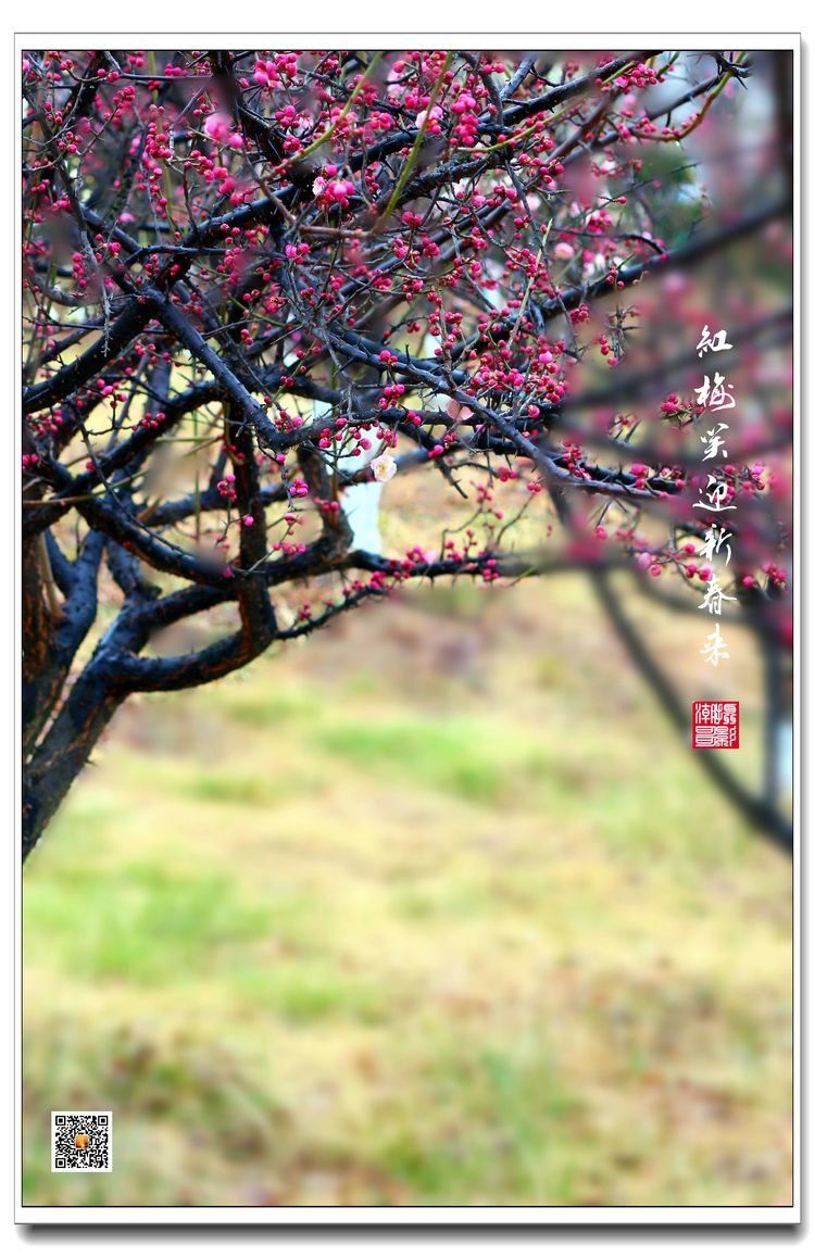 梅花图