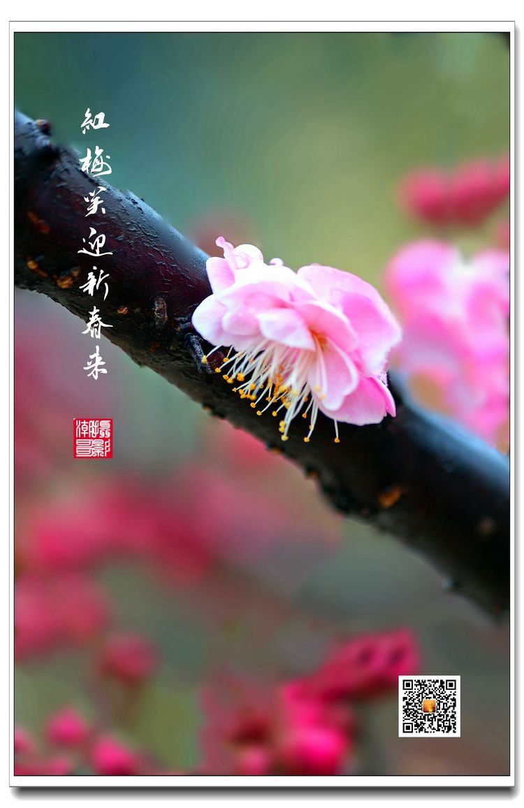梅花图