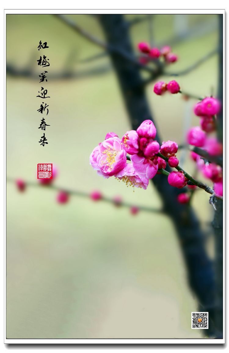 梅花图