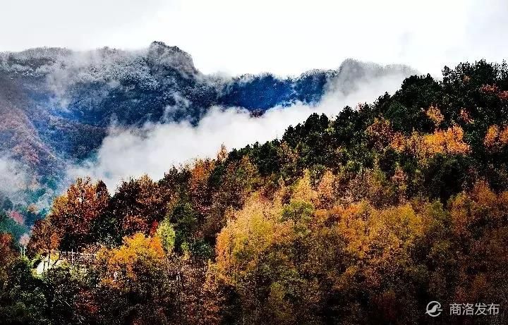 陕西人自称陕西为三秦大地,由北向南依次为陕北、关中、陕南,三地自然风貌,迥然不同,陕北为黄土高原,关中为渭河平原,陕南为秦巴山地。特别是雄踞于中部的秦岭,横空出世,将关中和陕南截然分开,不仅两地的植被大相径庭,气候也南北分明。岭到底是一座怎样的山?秦岭到底是一座怎样的山? 秦岭到底是一座怎样的山? 秦岭一座国脉所系的地理山 在秦以前,秦岭也称昆仑,起源于现昆仑山,西东走向,横亘于祖国版图中部,绵延1600多公里,跨越甘、陕、鄂、豫、皖等省,有万山之祖之称,是中华民族两条母亲河黄河、长江水系的分水岭。其核