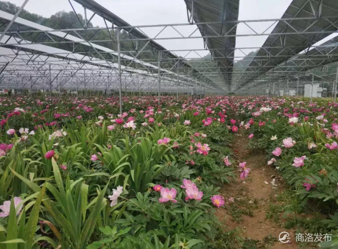 金山光伏与中药材种植农光互补项目