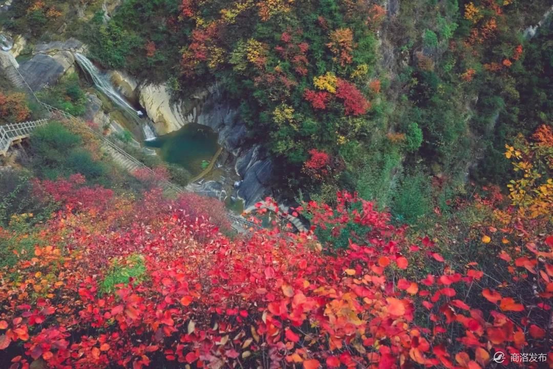 秦岭红叶看山阳!错过这里你将错过整个秋天!