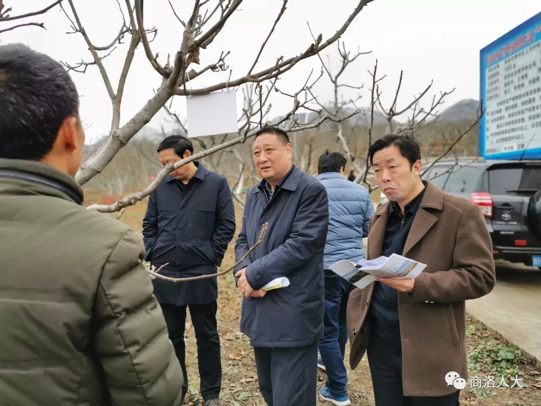 市人大调研组对创建国家森林城市工作开展视察调研