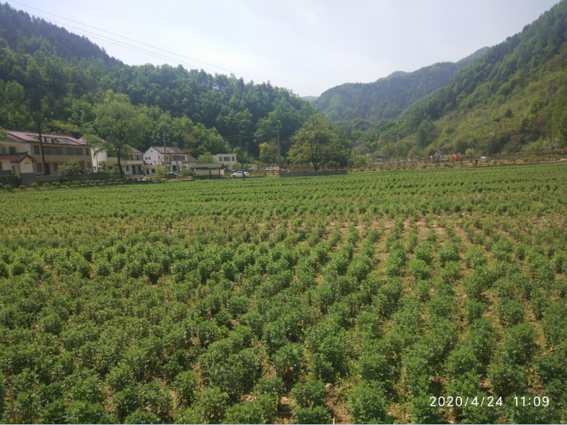 金米村中药材种植助脱贫