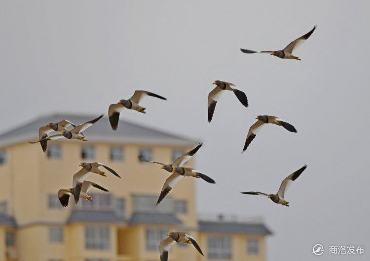 超美彩虹桥附近飞鸟成群风景美如画
