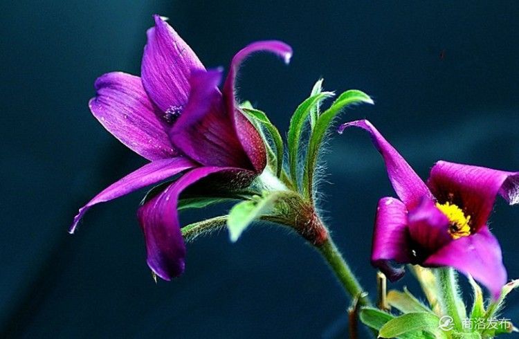 图说商洛 少年记忆中的老虎花 5/6 少年记忆中的