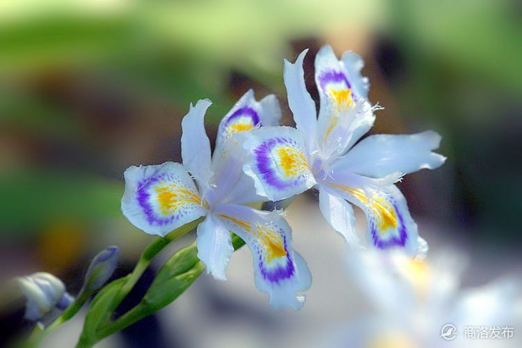 如何赏花？