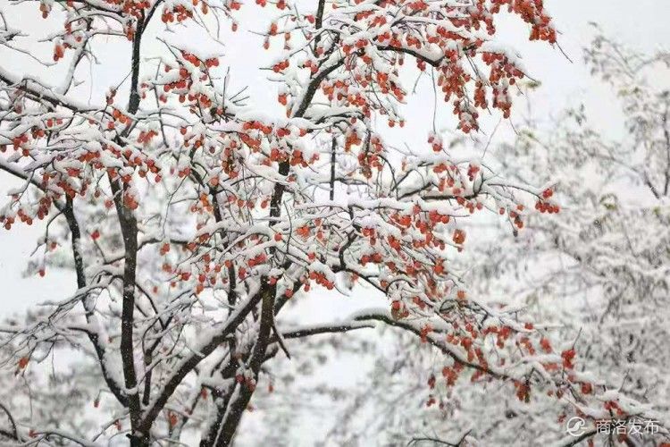 雪中柿树挂灯笼