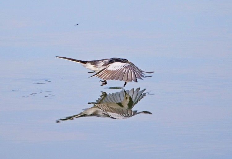 在天空的映衬下,就像一面蓝色的镜子,白鹡鸰鸟优美的身姿,宛如一个个