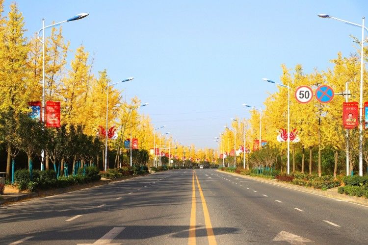 北环银杏惹人醉