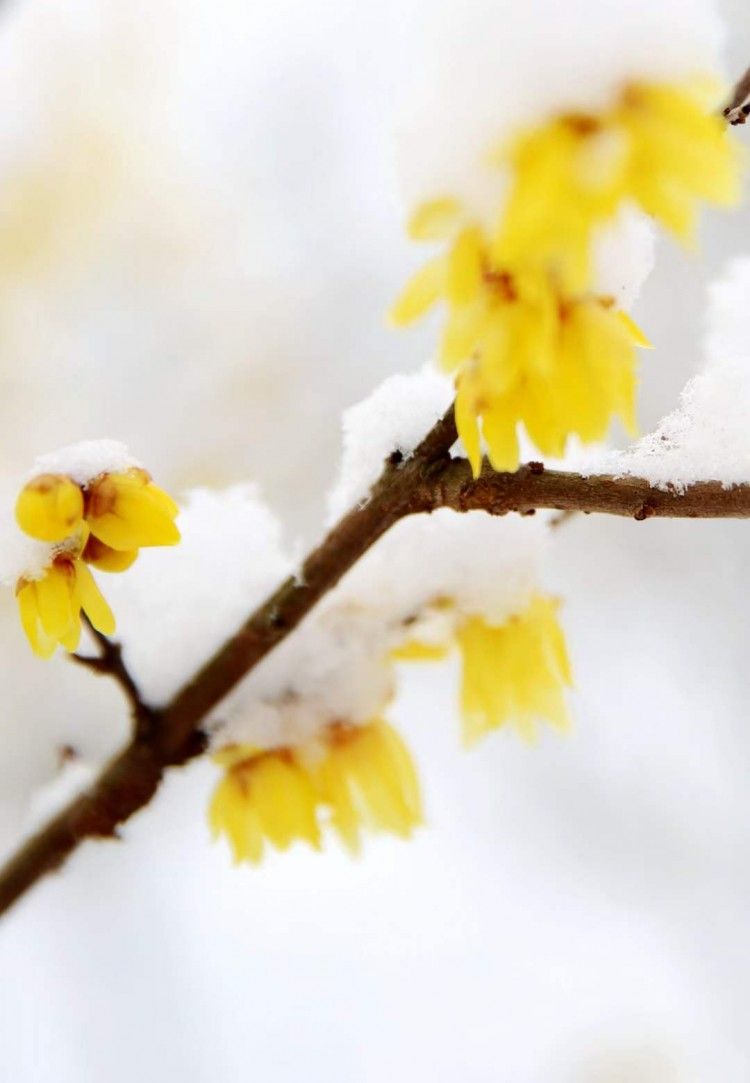 江南百景图雪落腊梅图片