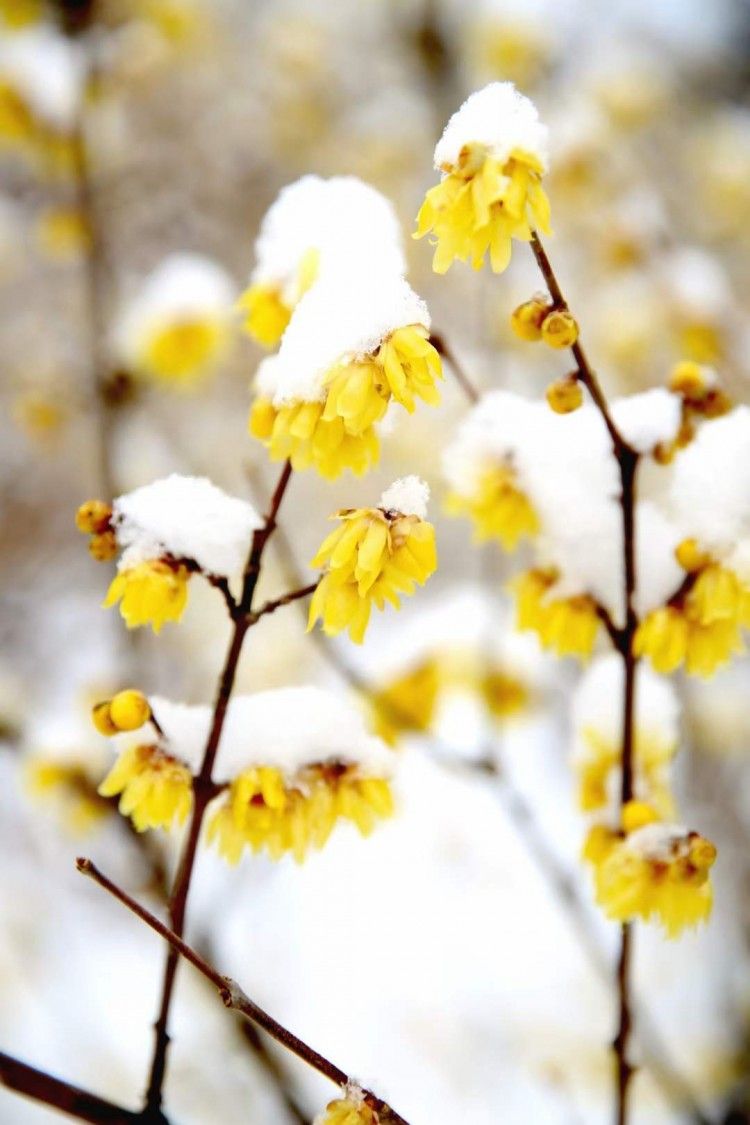 江南百景图雪落腊梅图片