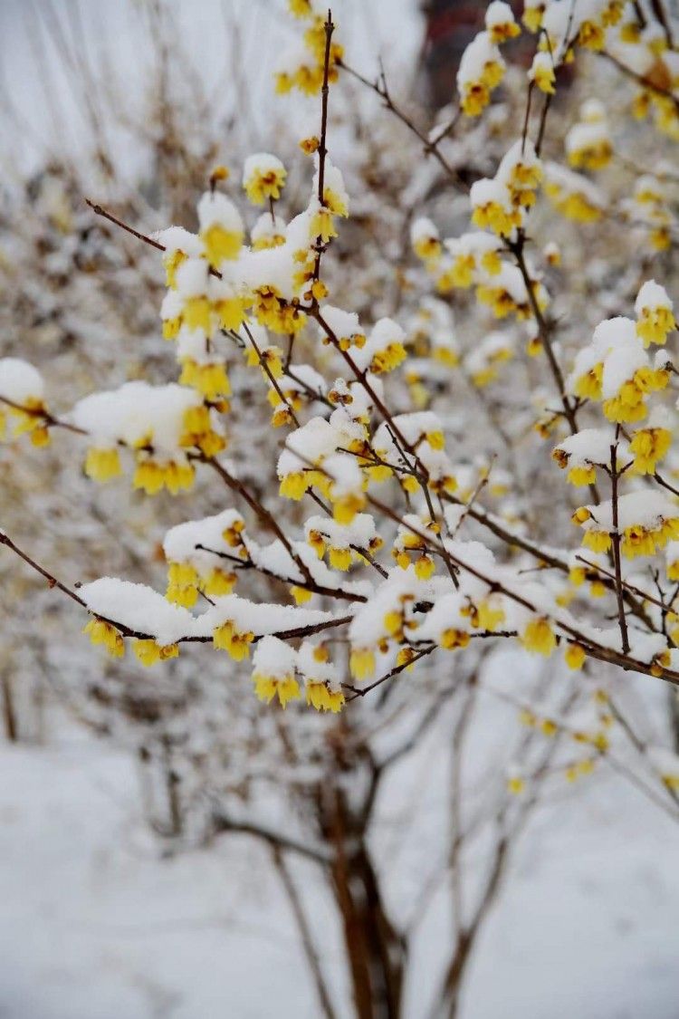 江南百景图雪落腊梅图片