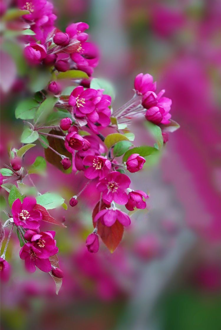 万紫千红总是春