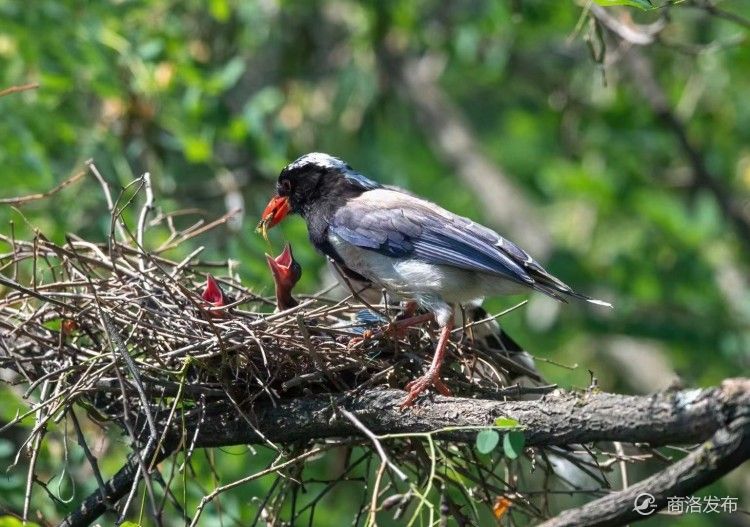 红嘴蓝鹊育雏忙