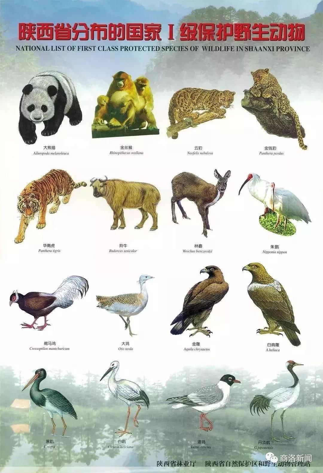 重点保护的秦岭野生动物有哪些?