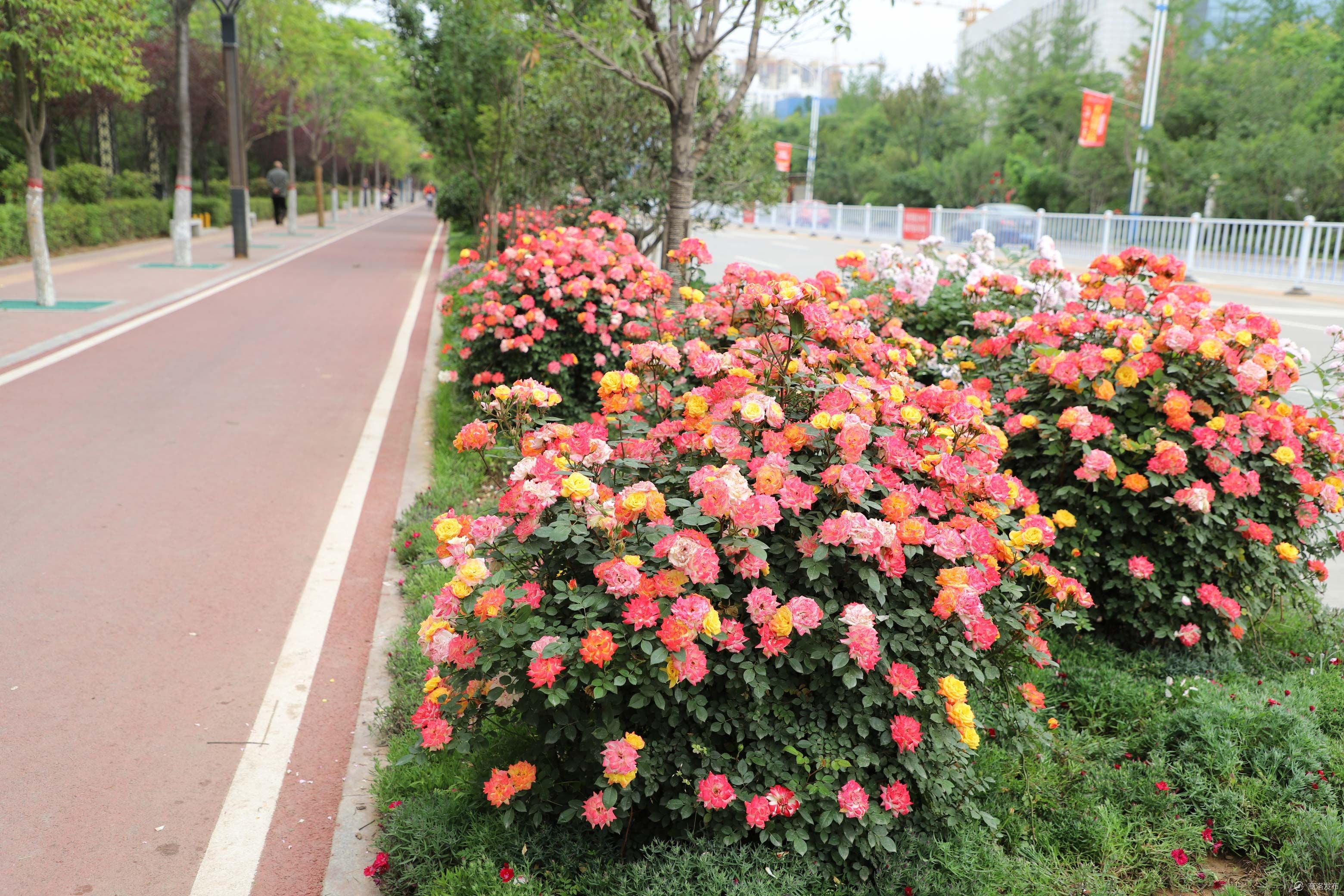 商洛市市花图片