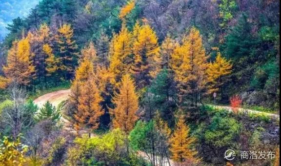 沿着这条黄花岭s102省道,尽赏陕西美景