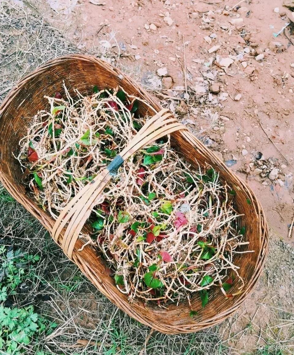 折耳根是鱼腥草吗(折耳根是鱼腥草吗怎么吃)