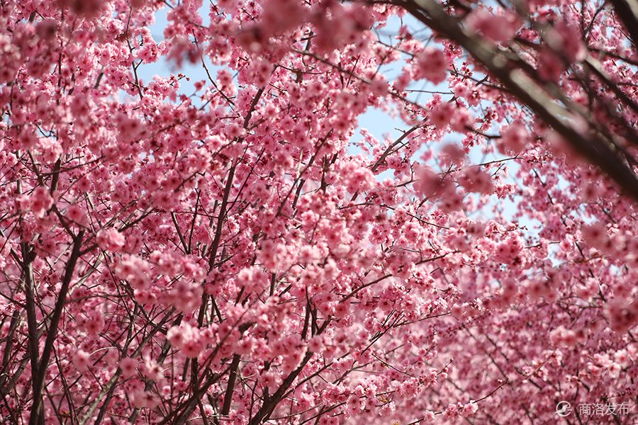 商洛市市花图片