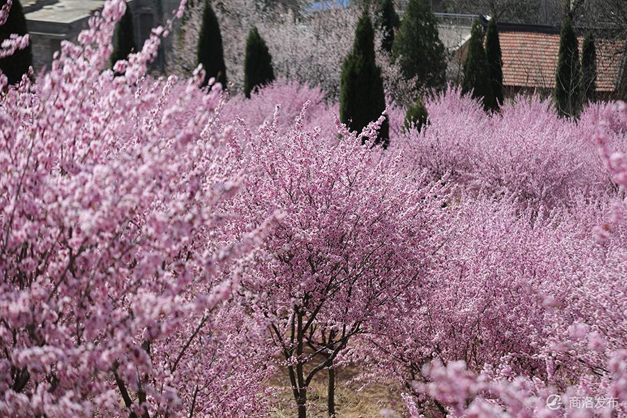 商洛市市花图片