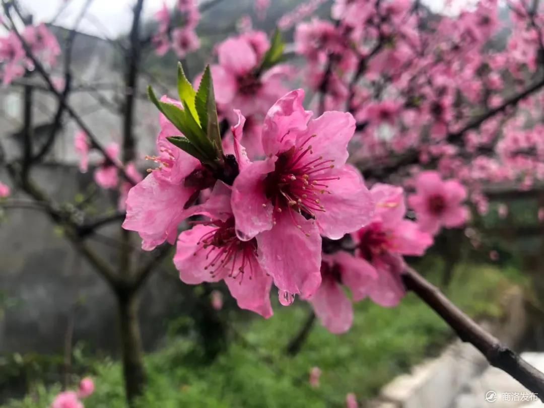 商州这个村花开成海,大片桃花竞相绽放染红春天