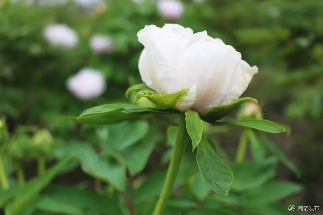 商洛市市花图片