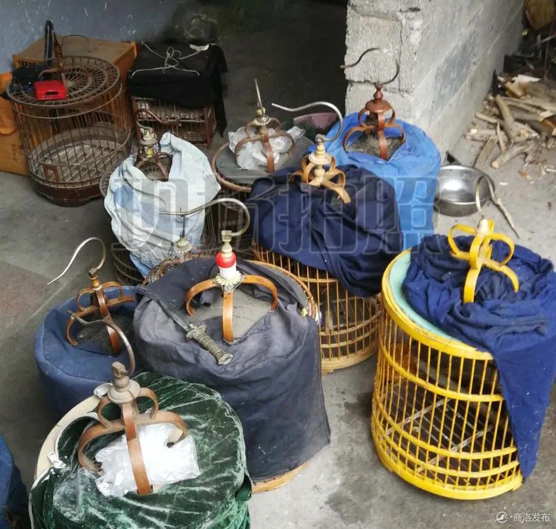 镇安一八旬独居老人非法捕鸟,森林公安暖心温情执法