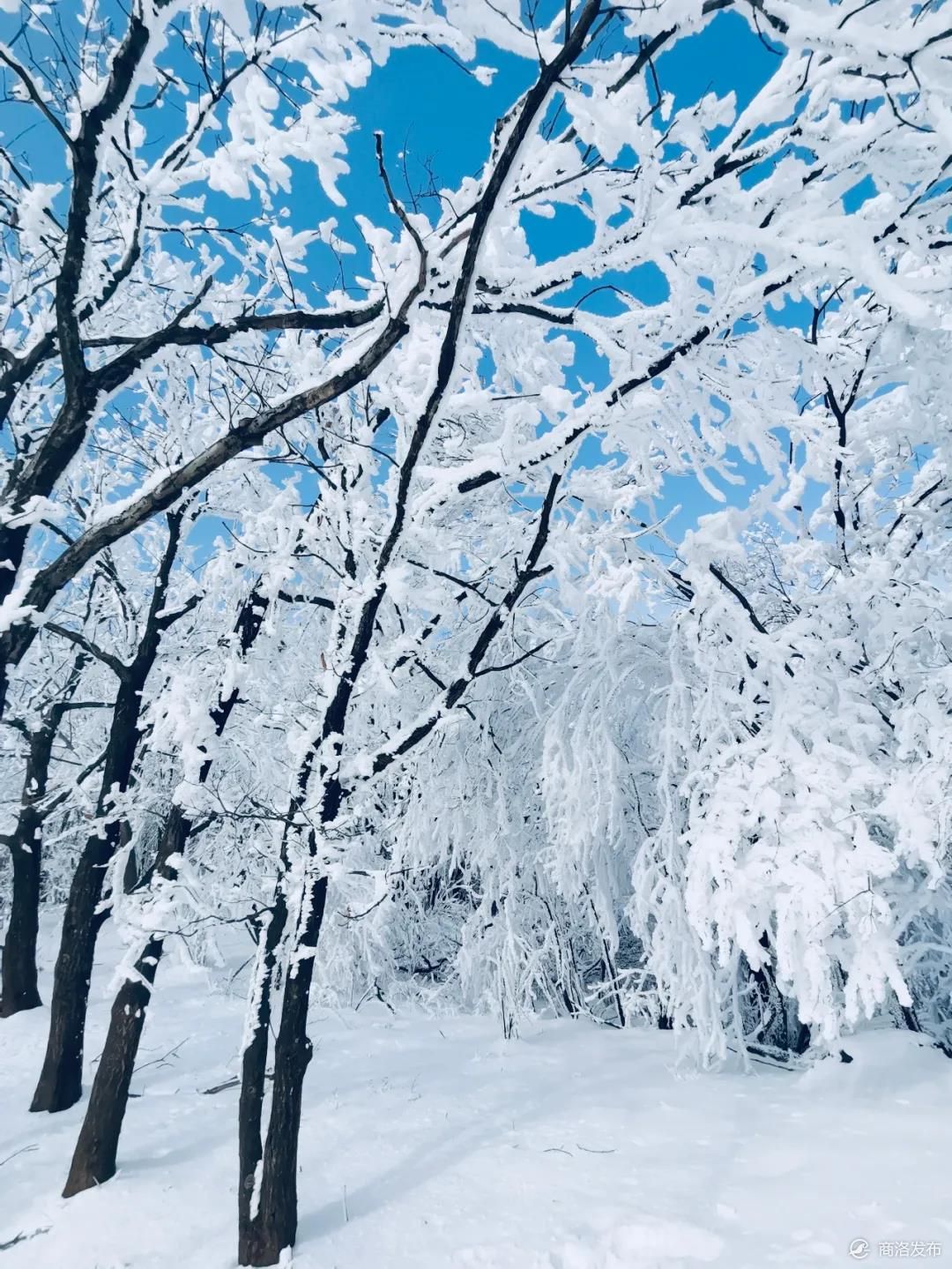 商州秦王山现冰雪树挂景观(附美图)