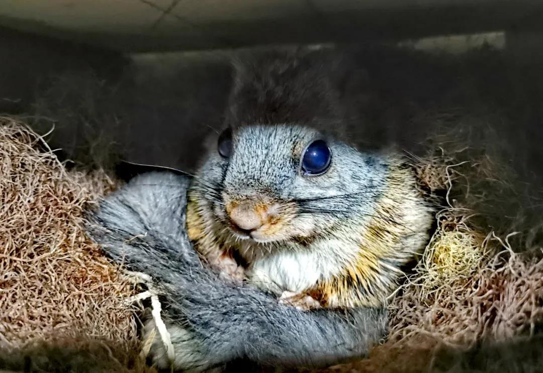 屈军峰:小飞鼠敲开致富门