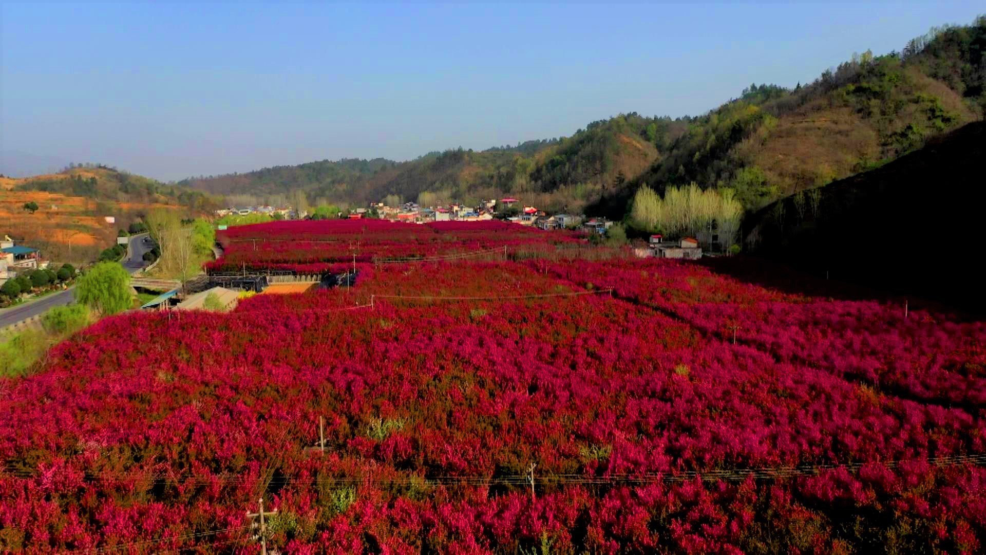 美商南千亩海棠花开映红了山染红了春