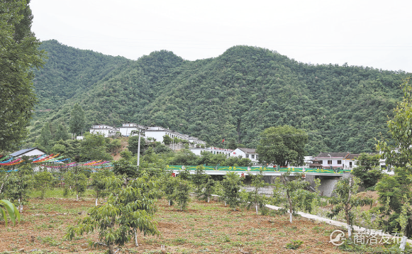 杂果种植