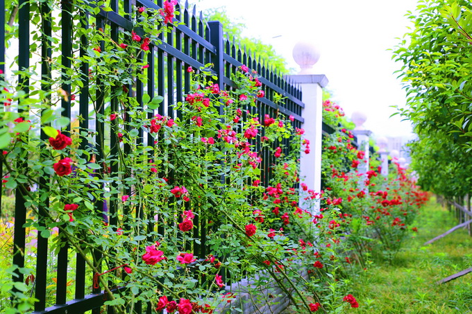 商洛市开展"拆墙透绿花映鹤城" 专项行动见实效