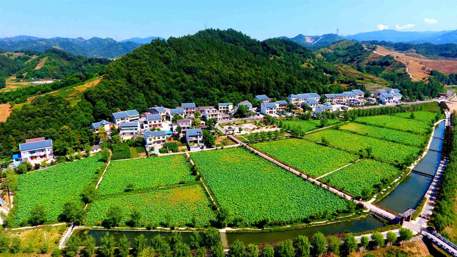 商南大力发展特色农业推动乡村产业振兴