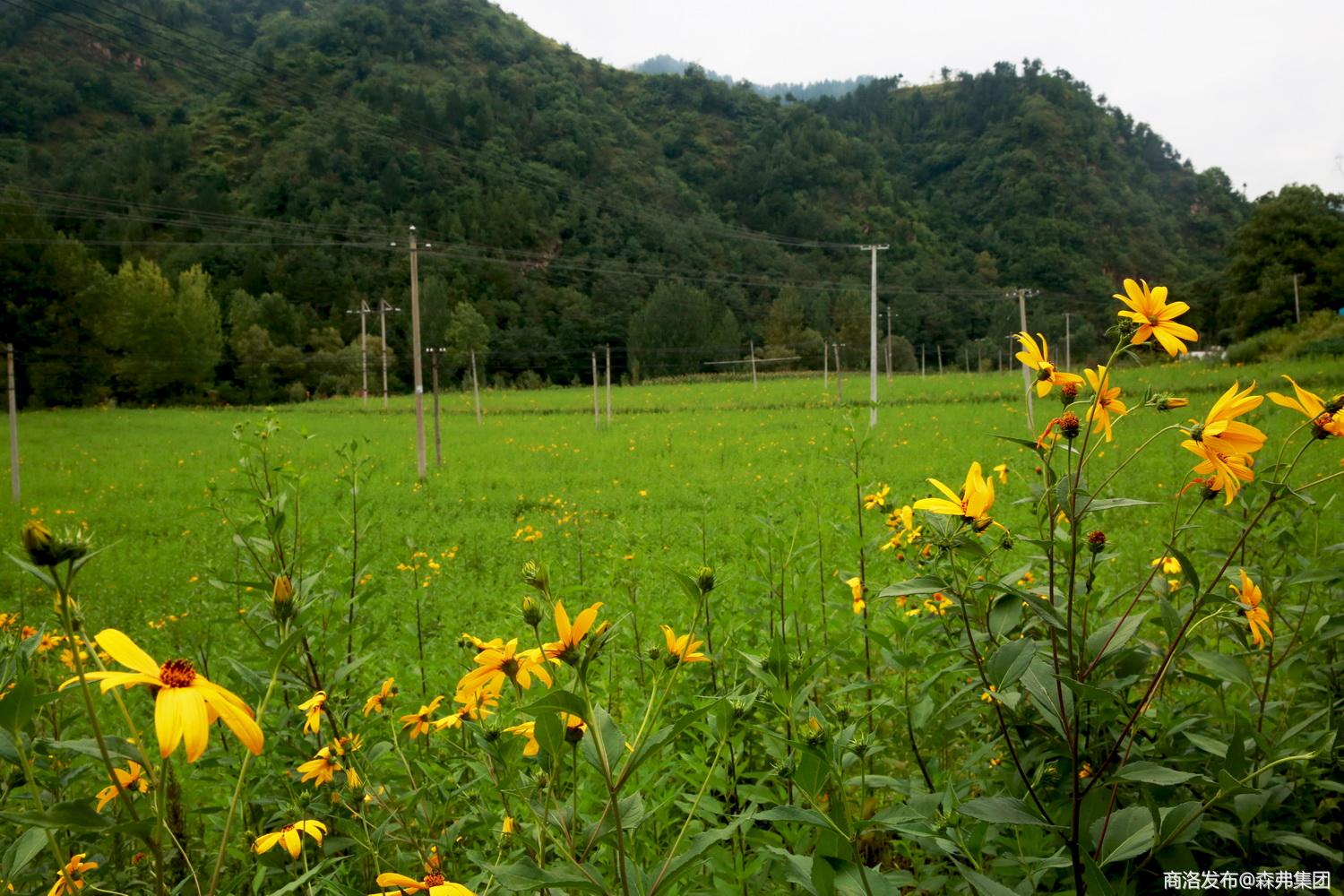商州万亩菊芋花开扮靓美丽乡村承载致富希望