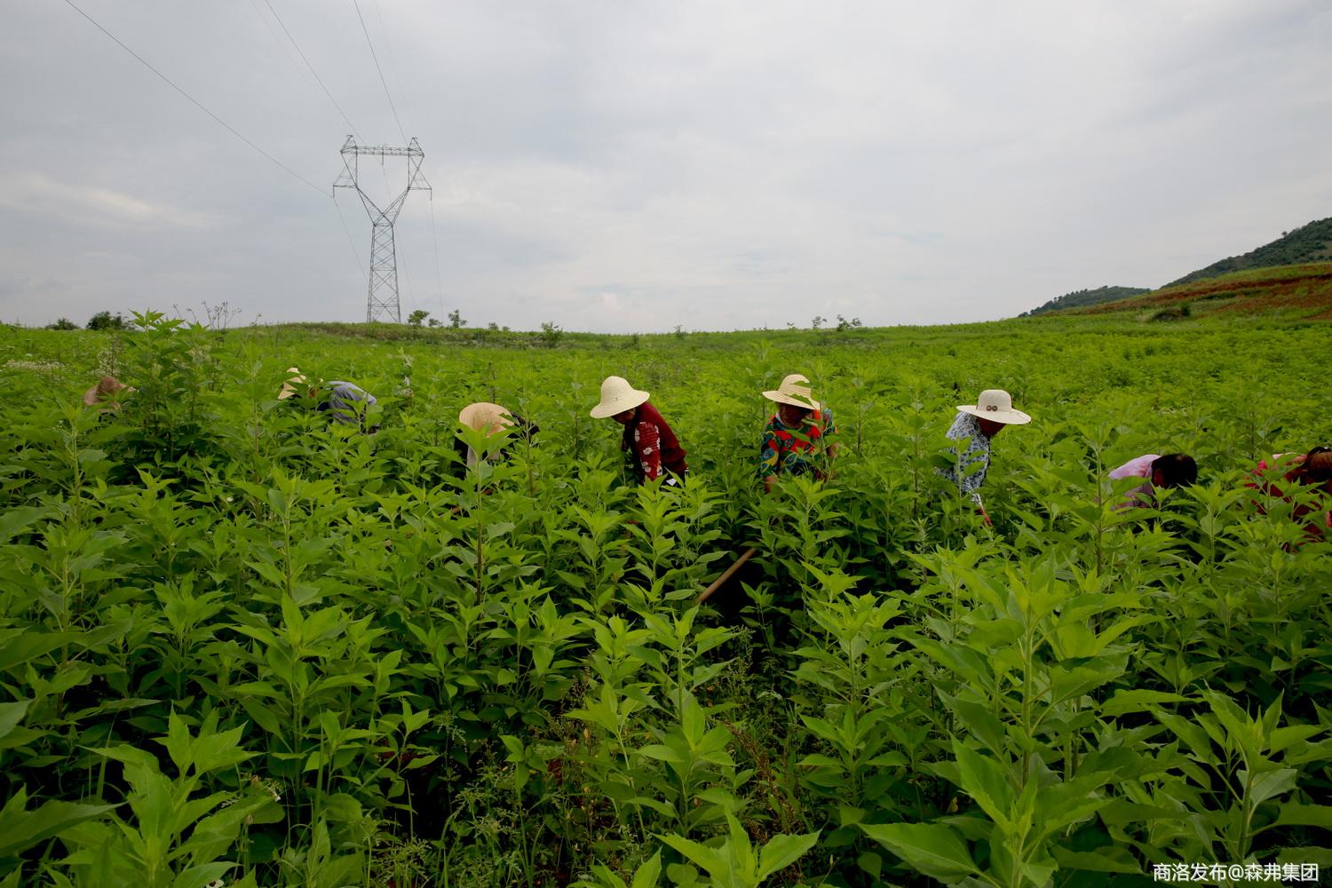 山东菊芋种植加工基地图片