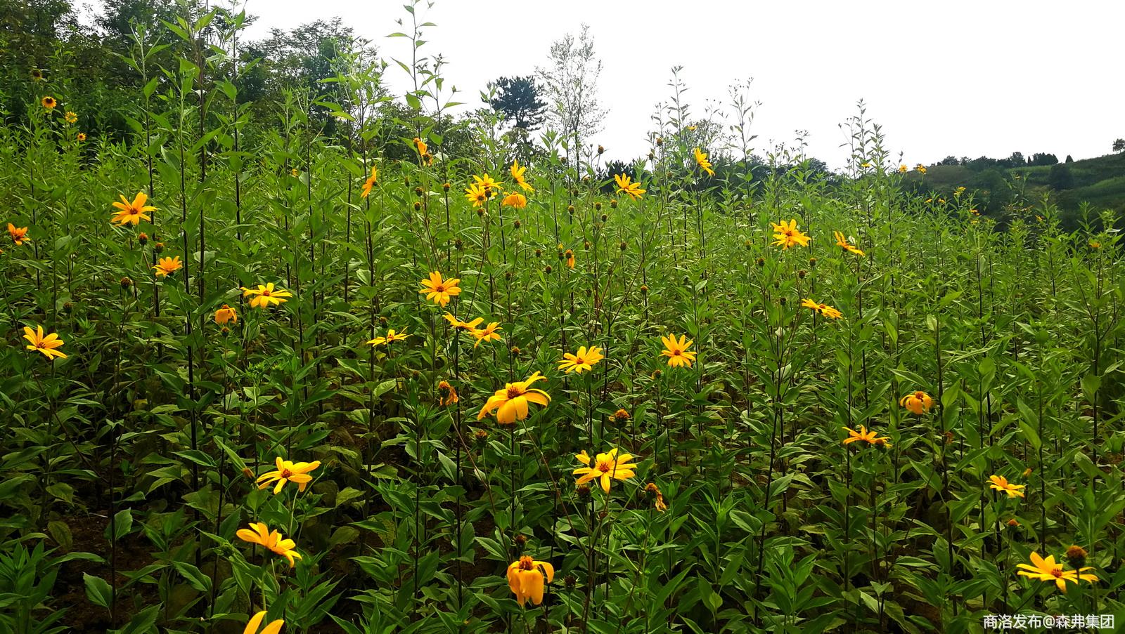 商州万亩菊芋花开扮靓美丽乡村承载致富希望