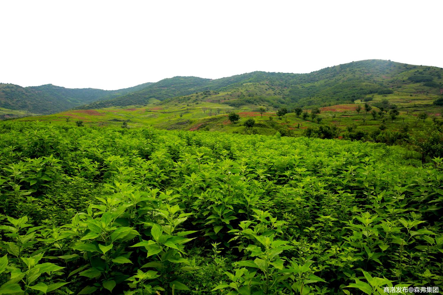 山东菊芋种植加工基地图片