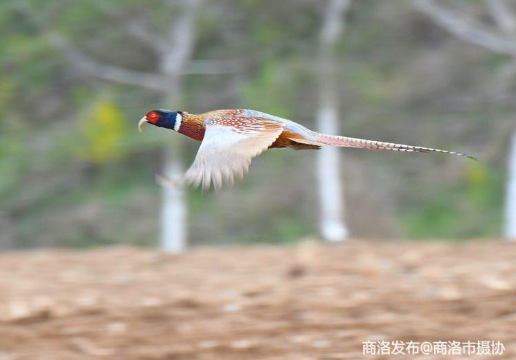 秦岭商洛飞翔的山鸡