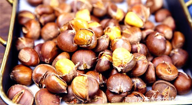 深山珍宝——金丝峡的毛栗